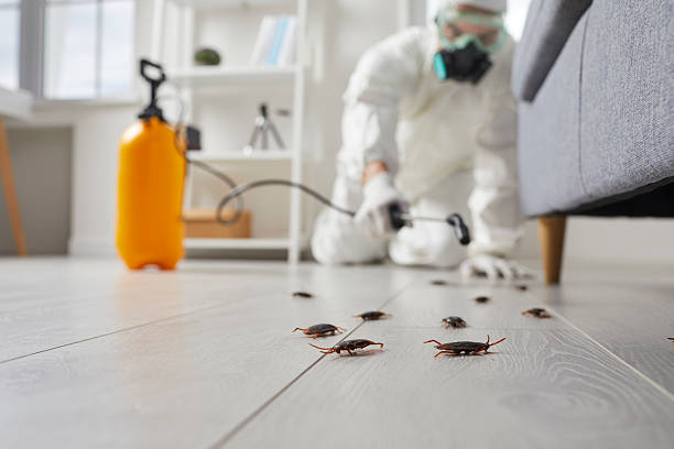 Post-Treatment Bed Bug Interceptor Monitoring in Cold Spring